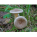 Мицелий Млечника блеклого / Млечник вялый ( Lactarius vietus)